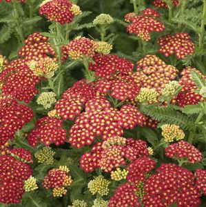 Achillea Strawberry Seduction red flower clusters against bright green leaves