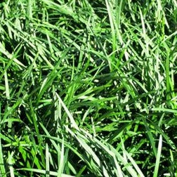 Ophiopogon japonicus  Mondo Grass 3.5