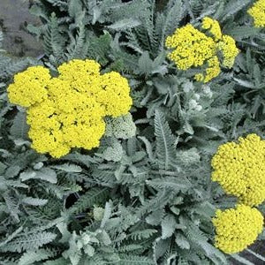 Achillea Little Moonshine yellow flower cluster with deep green leaves