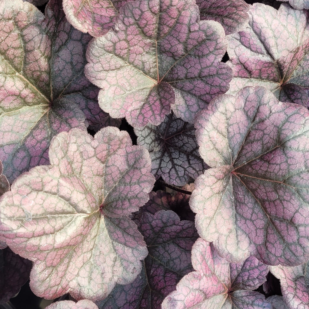 Heuchera x villosa 'Grape Expectations' PP26894 Coral Bells, Alumroot 1 Gallon Pot
