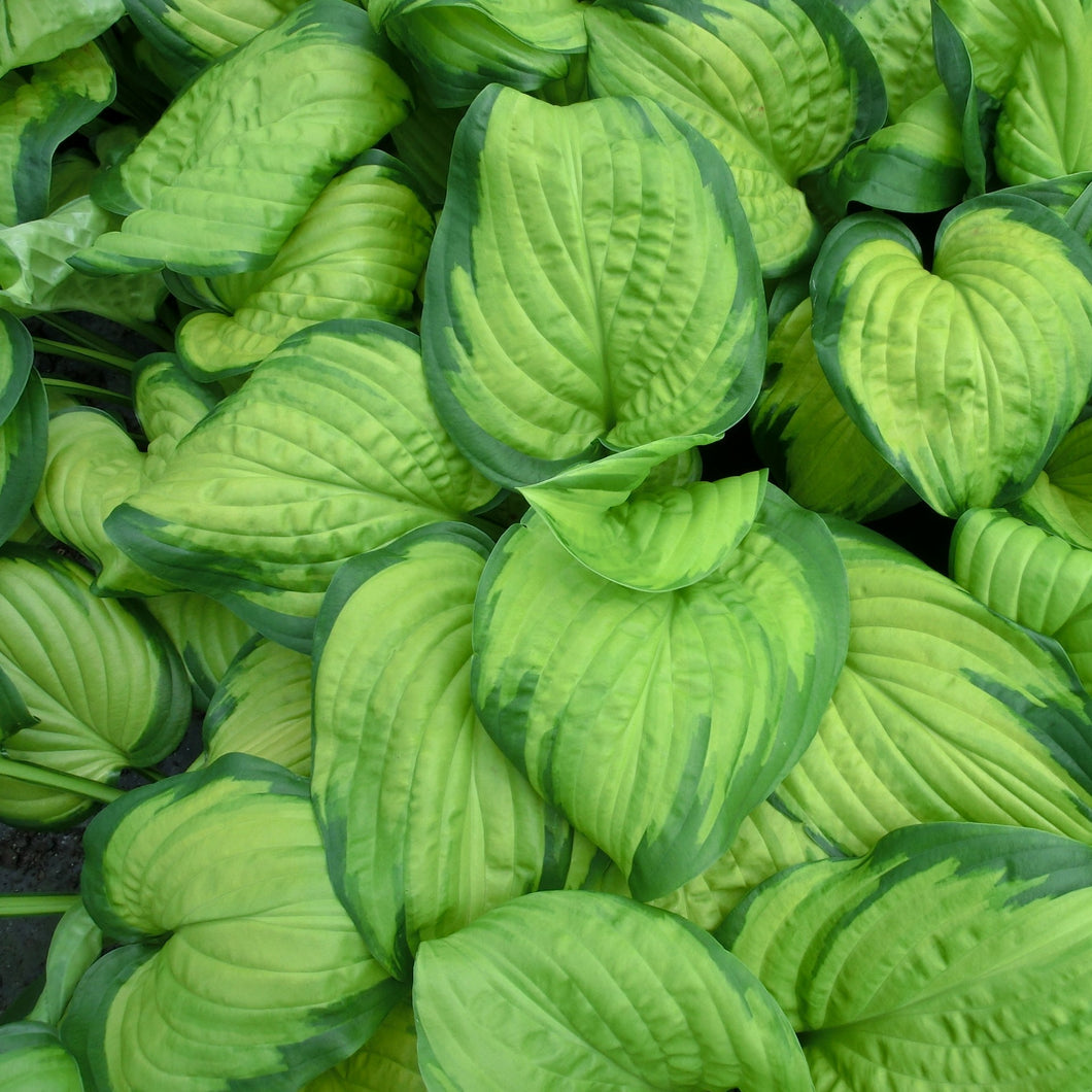 Hosta 'Stained Glass' 1 Gallon Pot