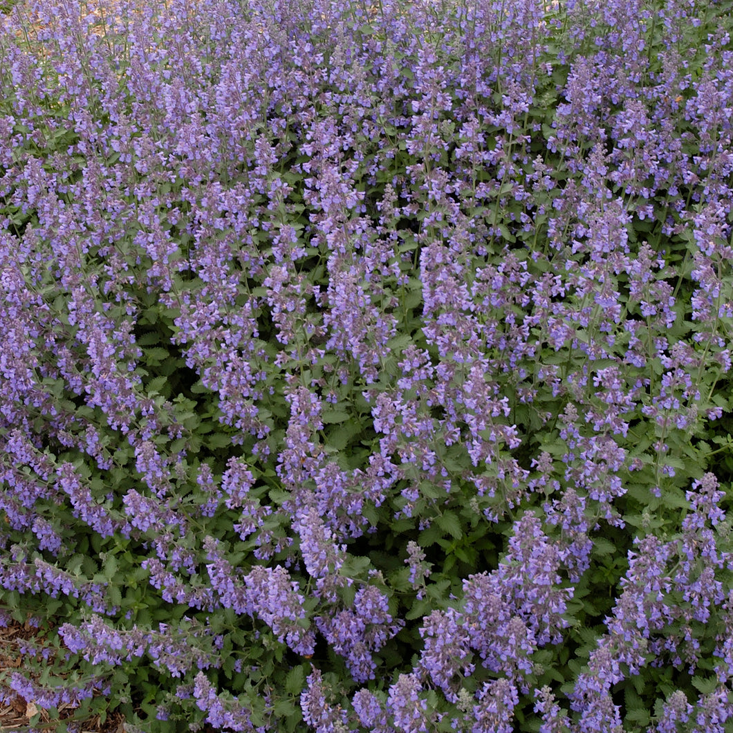 Nepeta racemosa 'Walker's Low' Catmint 1 Gallon Pot