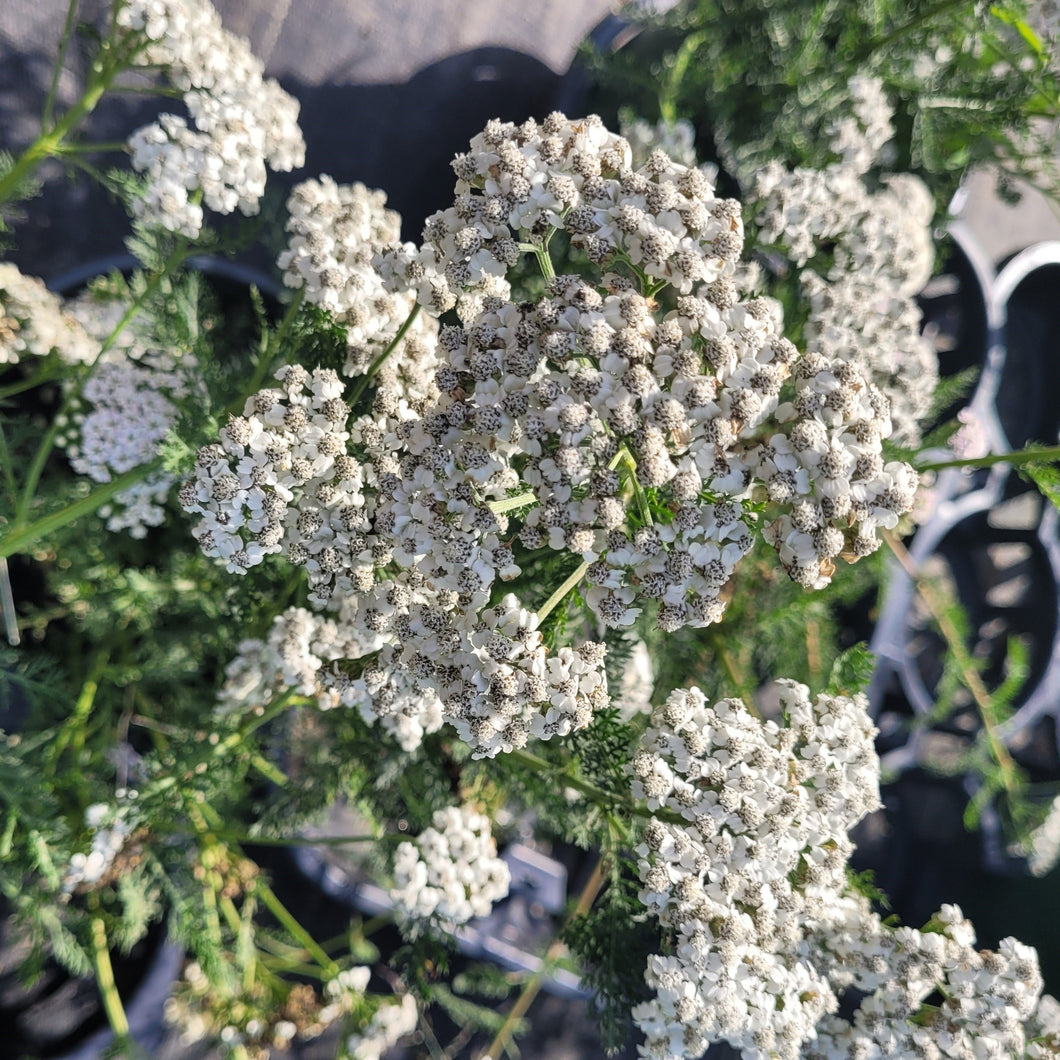 Achillea New Vintage™ Series 'White' Hyssop 1 Gallon Pot