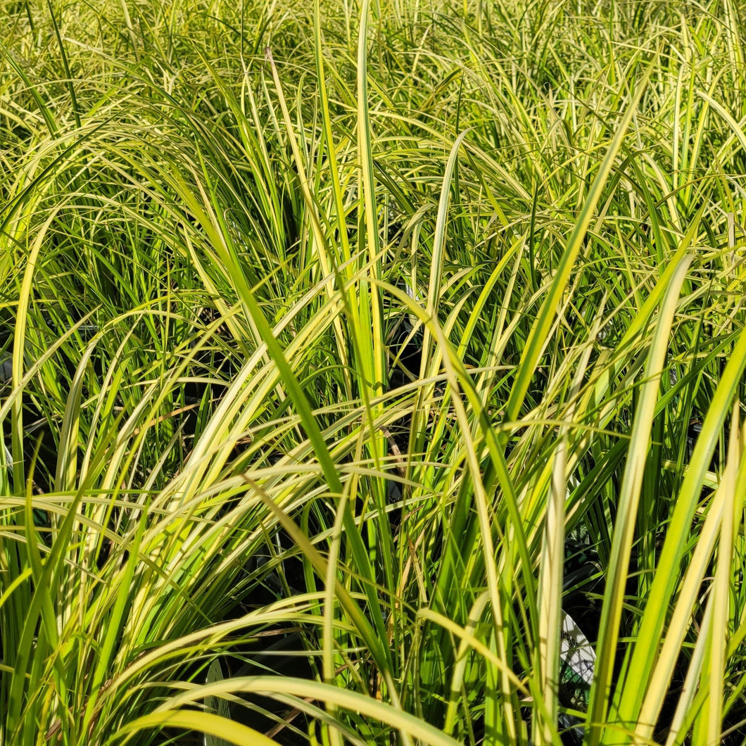 Acorus gramineus 'Ogon' Golden Variegated Sweetflag 3.5