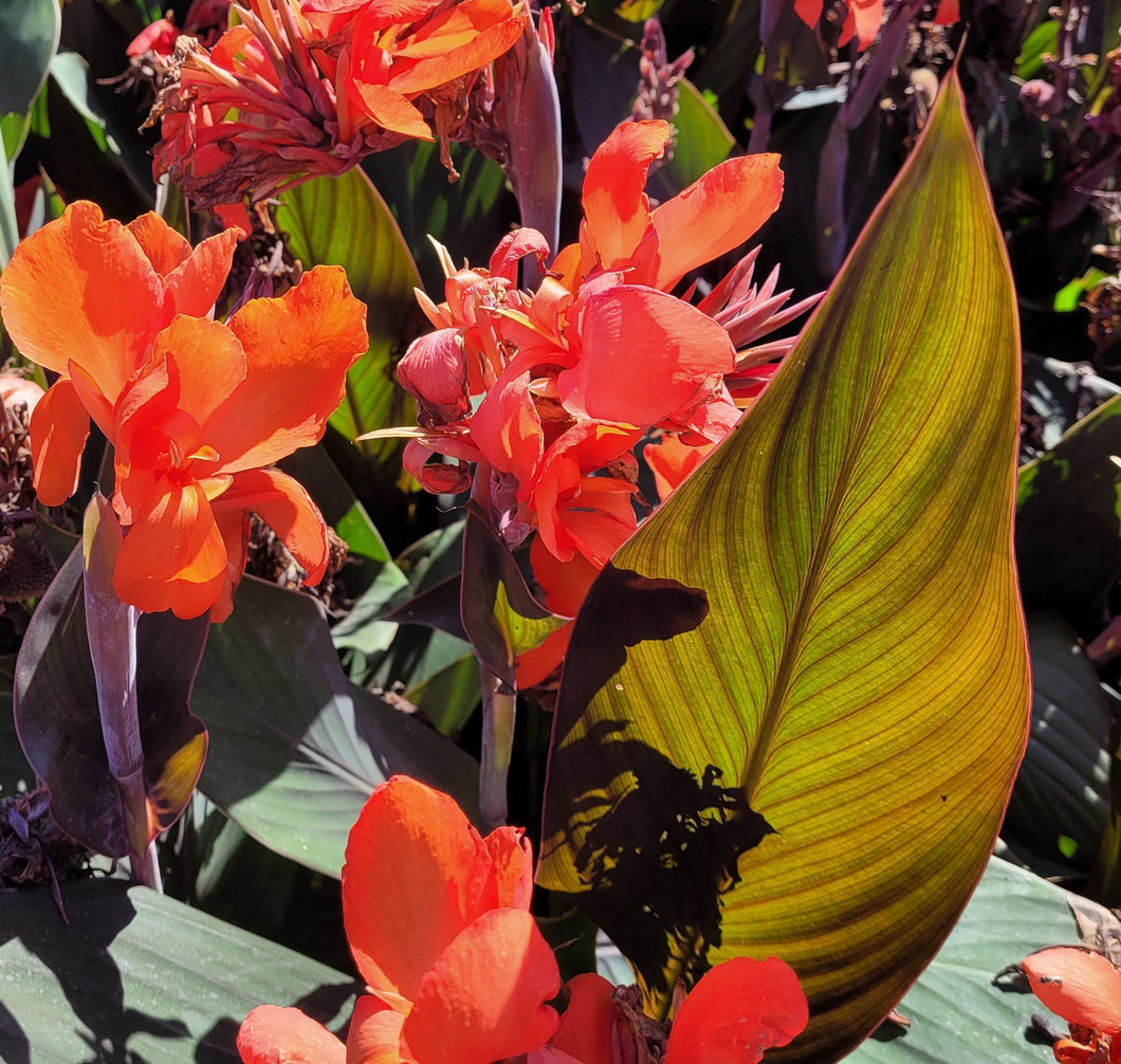 Canna 'Cannova Bronze Orange' Canna Lily 1 Gallon Pot