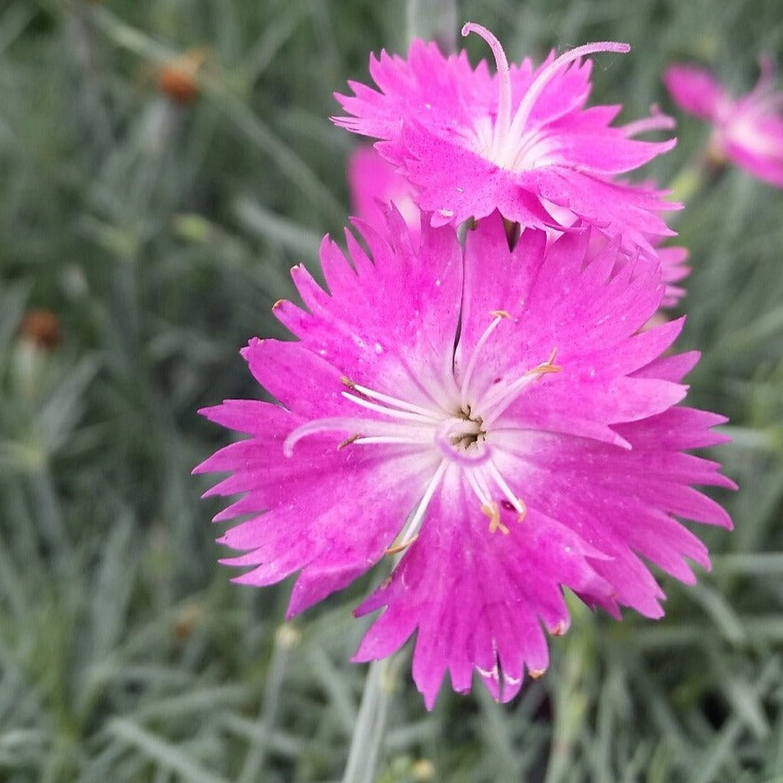 Dianthus 'Firewitch'  Pinks  Cheddar Pinks, Border Pinks 1 Gallon Pot