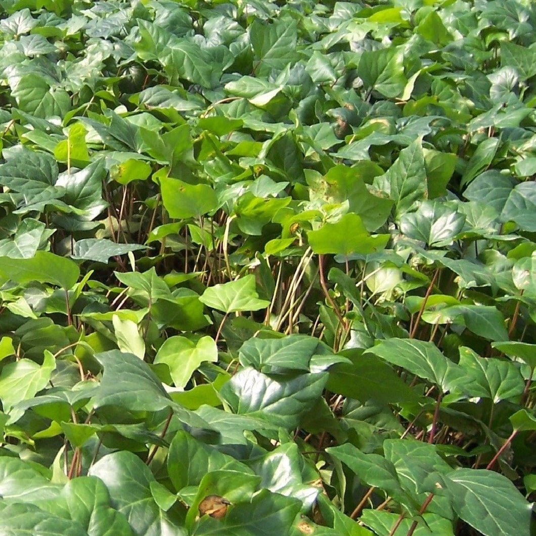 Hedera algeriensis Algerian Ivy 3.5