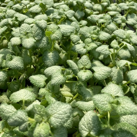 Lamium maculatum 'White Nancy' Deadnettle 4.5