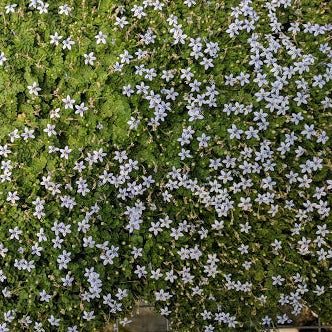 Laurentia fluviatilis Blue Star Creeper 4.5