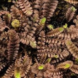 Leptinella squalida 'Platt's Black'  Black Brass Buttons 4.5