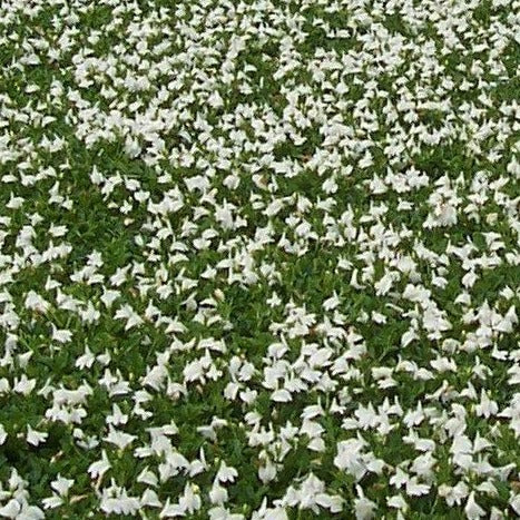 Mazus reptans 'Albus' White Flowering Mazus 3.5