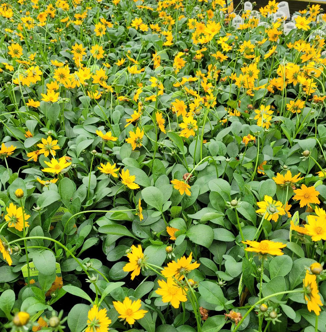 Coreopsis auriculata 'Nana' Mouse Ear Tickseed Quart Pot/10 Count Flat